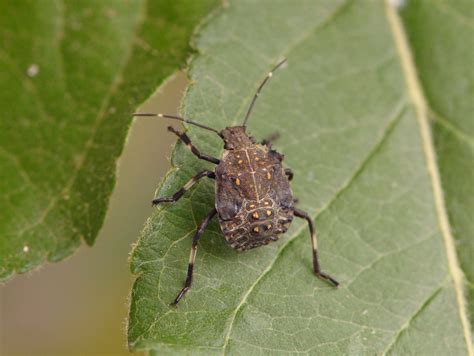 Brown Marmorated Stink Bug Wsu Tree Fruit Washington State University