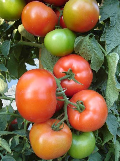 Tomate Lidera Crescimento E Lucratividade No Setor De Hortali As A