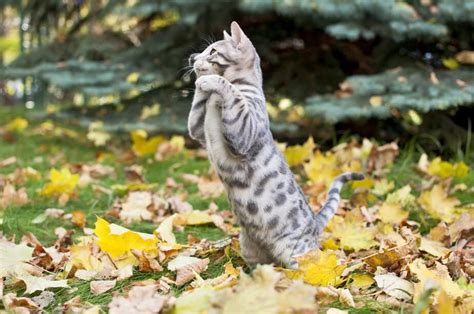 Blue Bengal Cat: The Mysterious One Of The Bunch