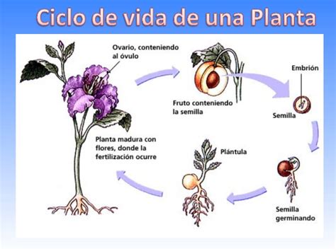 Las Plantas Y Su Ciclo De Vida Las Plantas Y Su Ciclo De Vida