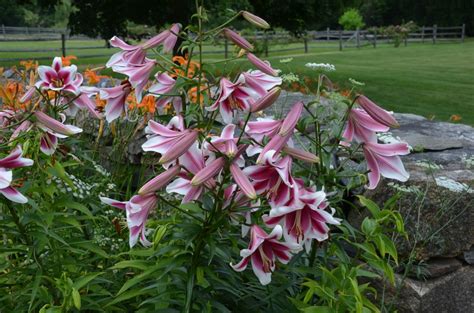 Enjoy Summer Fragrance Of Oriental Lilies What Grows There Hugh