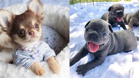 top  cutest small dog breeds dogs addict