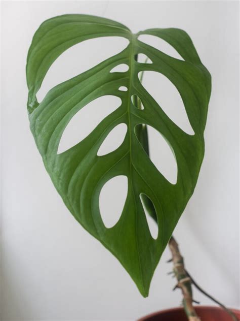 Monstera Esqueleto From The Naked Collection Pine Sg