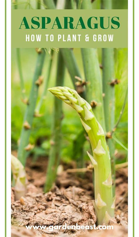 How To Plant And Grow Asparagus At Home Complete Guide Growing