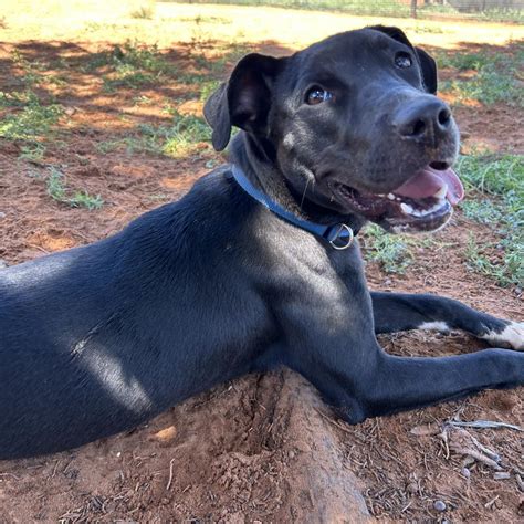 Black Lab Pitbull Mix Female