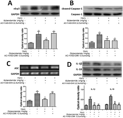 Pretreatment With Glybenclamide Or Ac Yvad Cmk Diminished Nlrp