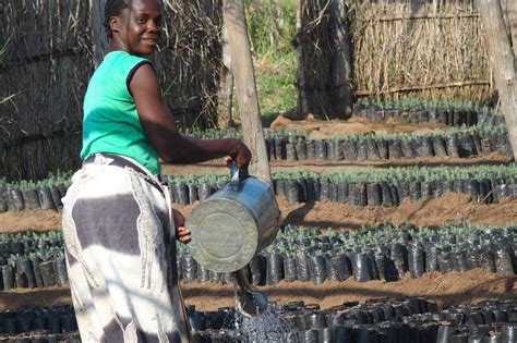 Forest Restoration For Biodiversity In Malawi Globalgiving