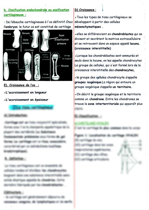 Solution Anatomie Ost Ologie Studypool