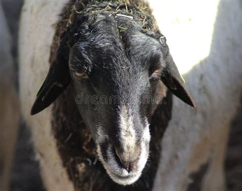 Blackhead Persian Sheep Stock Image Image Of Mother 39144903