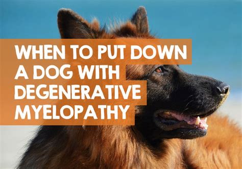 When to Put Down a Dog with Degenerative Myelopathy - Right Time?