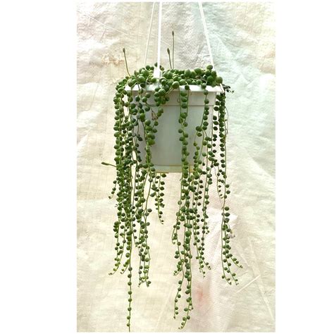 String Of Pearls Pearl Plant In Hanging Pot Myplantmytaste