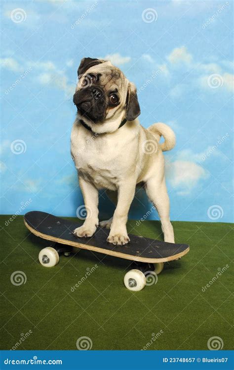 Pug On A Skateboard Royalty Free Stock Photography - Image: 23748657