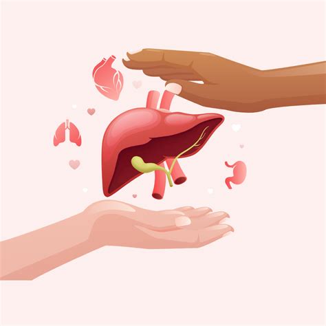 Small Bowel Transplant: Myths and Reality Check - Best Liver Transplant ...