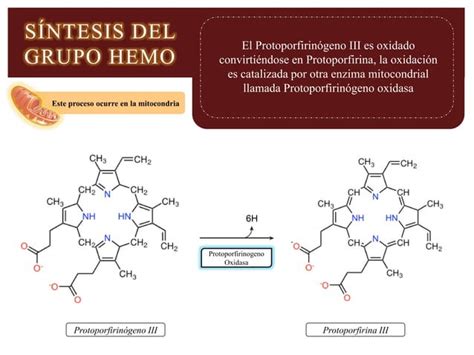 Sintesis Del Grupo Hemo