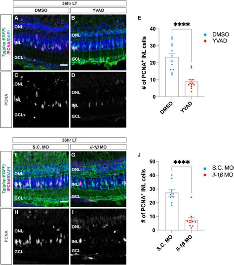 Frontiers Cytokines Il And Il Are Required For M Ller Glia