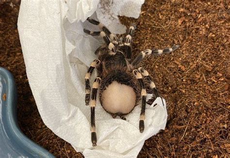 If You Ve Never Gazed Upon The Bald Butt Of A Baby Tarantula Now S