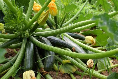 Planting And Growing Zucchini Squash Maine Garden Ideas