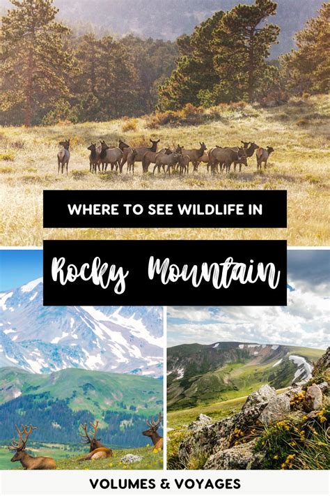 11 Best Places To See Wildlife In Rocky Mountain National Park Rocky