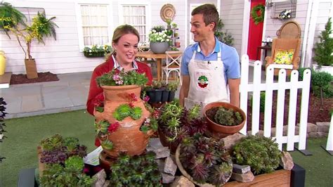 Robertas 6 Piece Hardy Hens And Chicks Sempervivums Live Plants On Qvc