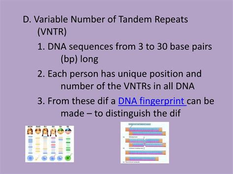 Ppt Dna Forensics Lab Background Dna A Human Genome Contains 3 Billion Base Pairs