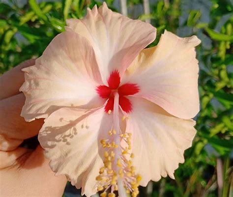 5 Easy Tricks Of How To Care For Hibiscus Bush Hibiscus Bush Hibiscus Plant Hibiscus