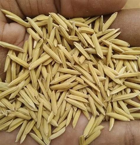 Dried Brown Basmati Rice Paddy Seeds For Agriculture Packaging Type