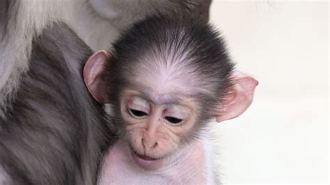 Moment tendresse un bébé ouistiti prend son premier bain RTBF Actus