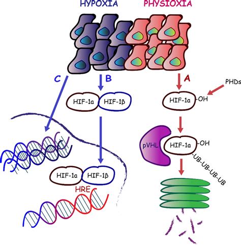 Mechanisms of HIF 1α protein stabilization in hypoxia and degradation