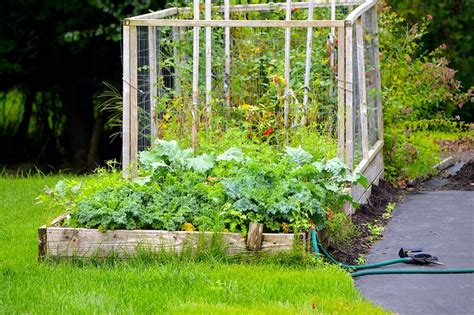 11 Organic Gardening Tips for Beginners