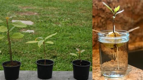 C Mo Plantar Un Hueso De Aguacate Aqu Te Decimos La Forma Correcta