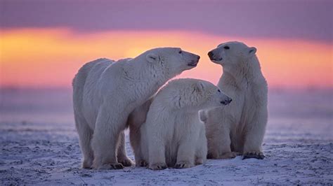 Best Time To See Polar Bears In Canada Natural World Safaris