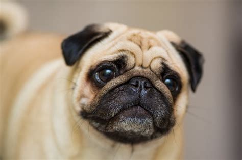 Estornudo inverso en perros a qué se debe y qué hacer Manchas