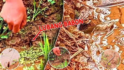 MANCING BELUT SAWAH TARIKAN BELUT PENGHUNI LUBANG MISTERI YouTube