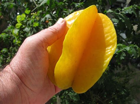 Muda De Carambola Mel Enxertada Parcelamento Sem Juros