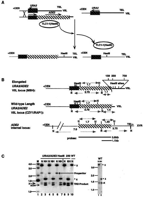 Incorporation Of Hae III Sites Into Elongated Telomeres A Left