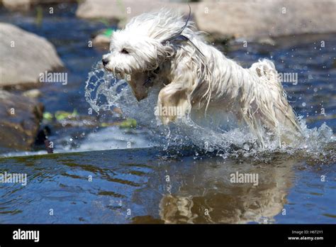 home animals Stock Photo - Alamy