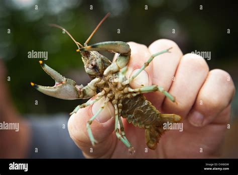 Rusty Crayfish Orconectes Rusticus Boulder Junction Wisconsin Stock