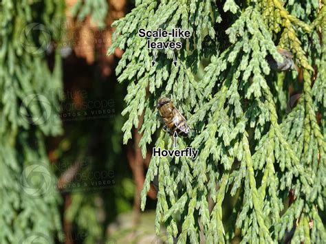 Platycladus Orientalis Oriental Arborvitae Leaf Leaf Platycladus