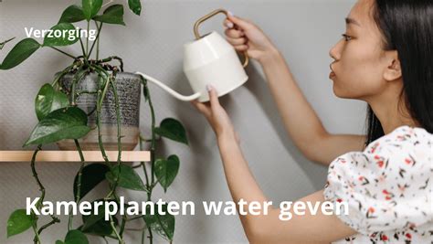 Hoeveel Water Moet Ik Mijn Kamerplanten Geven De Leukste Tuinblog