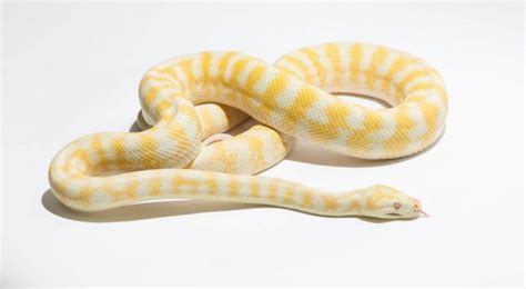 Carpet Python Morphs Morelia Spilota Complex