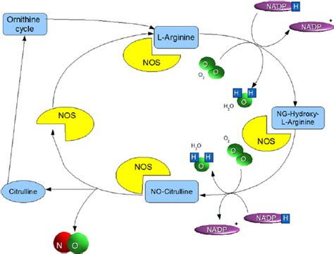 Nitric oxide (NO) synthesis from L-arginine by intervention of nitric... | Download Scientific ...