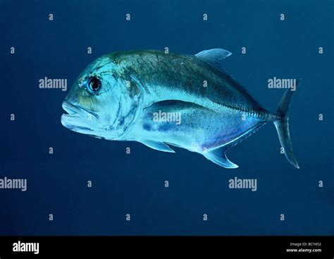 Caranx Elecata Caranx Sexfasciatus Big Eye Trevally Large Mouth