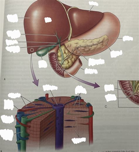 Accessory Digestive Organs Diagram Quizlet