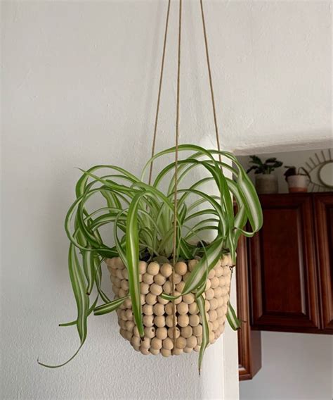 8 Tipos De Plantas Ideais Para Ter No Quarto LaptrinhX News