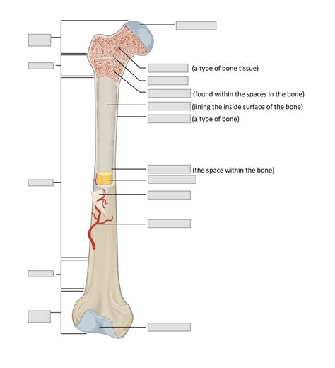 Anatomy Of A Long Bone Diagram Quizlet