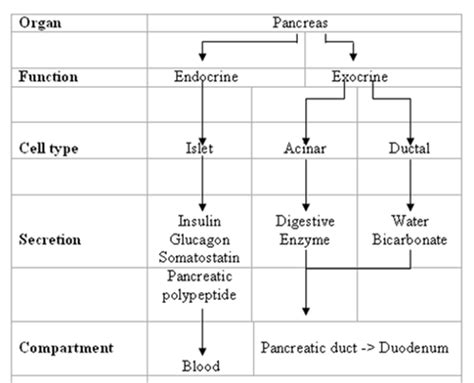 Exam Pancreas Disorders Flashcards Quizlet