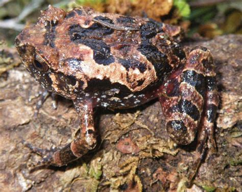 New frog species discovered in Madagascar - The Himalayan Times - Nepal ...