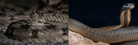 13 Common Snakes Found In Israel 2025 Bird Watching Hq