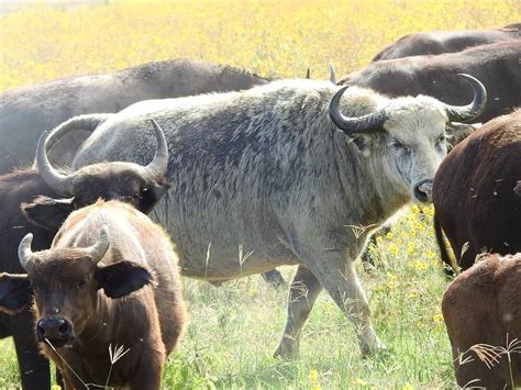 A White Buffalo Finally Appears Inside Ngorongoro Crater Ngorongoro