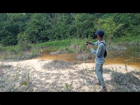 Casting Gabus Haruan Di Rawa Kecil Dekat Hutan Alhamndulilah Masih